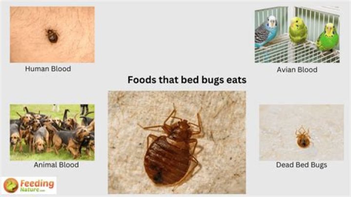 How many bugs do you eat in your sleep?