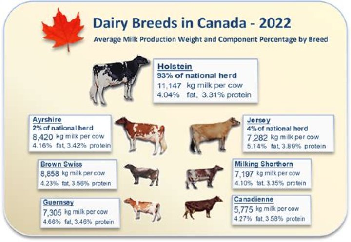 How many dairy cows are in Canada?