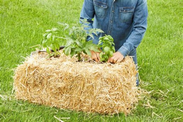 How many plants can you plant in a straw bale?