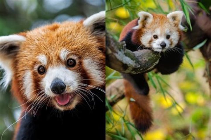 How many red pandas are left?