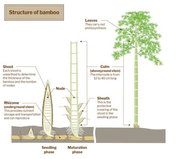 How much bamboo is toxic?