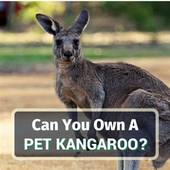How much does a pet kangaroo cost?