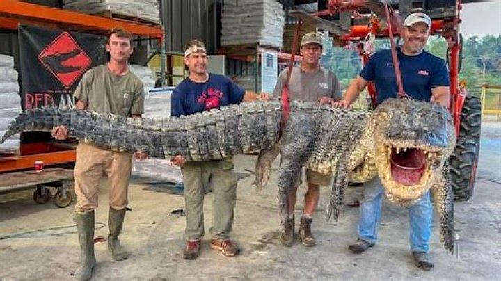 How much does an 8 ft gator weigh?