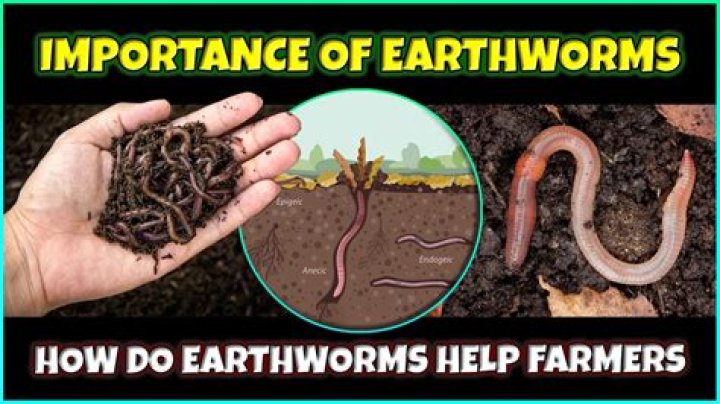 How much water do earthworms need?