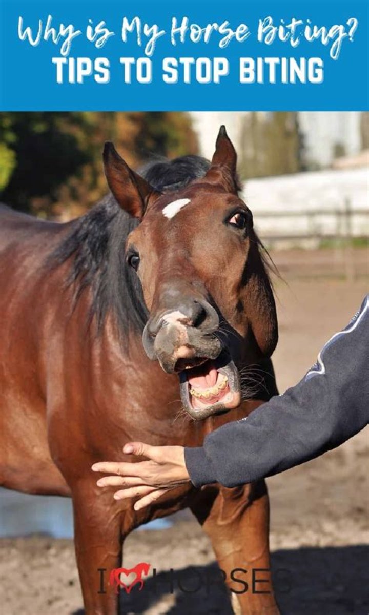 How powerful is a horse bite?