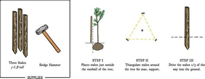 How tall should a tomato stake be?