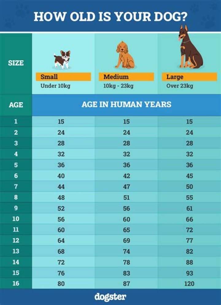 Is 17 old for a dog?