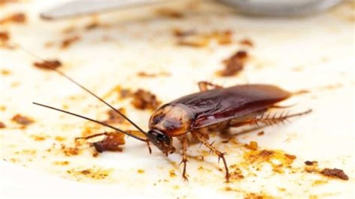 Is a cockroach dirty?