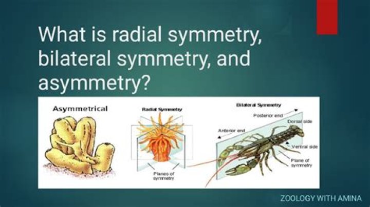 Is a crab asymmetrical?