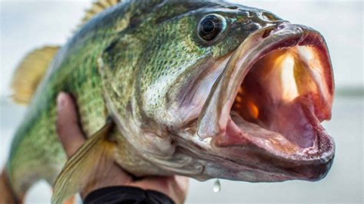 Is a largemouth bass a sunfish?