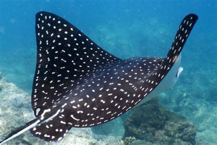 Is a ray a skate?