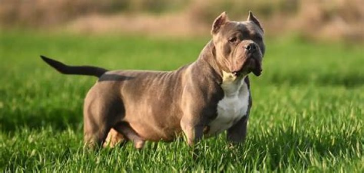 Is American Bully aggressive?