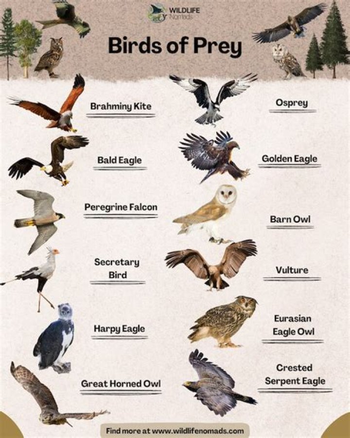 Is Birds of Prey a sequel?