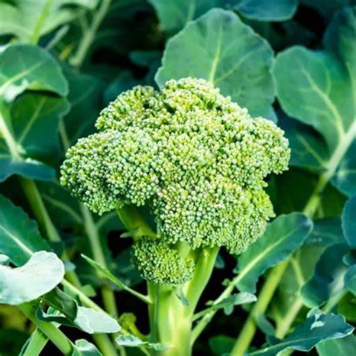 Is broccoli an acidic vegetable?