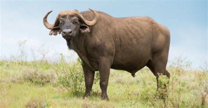 Is buffalo a cow?