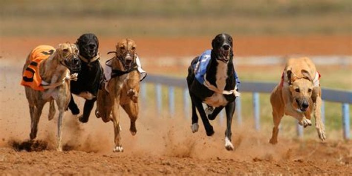 Is dog racing illegal in Canada?
