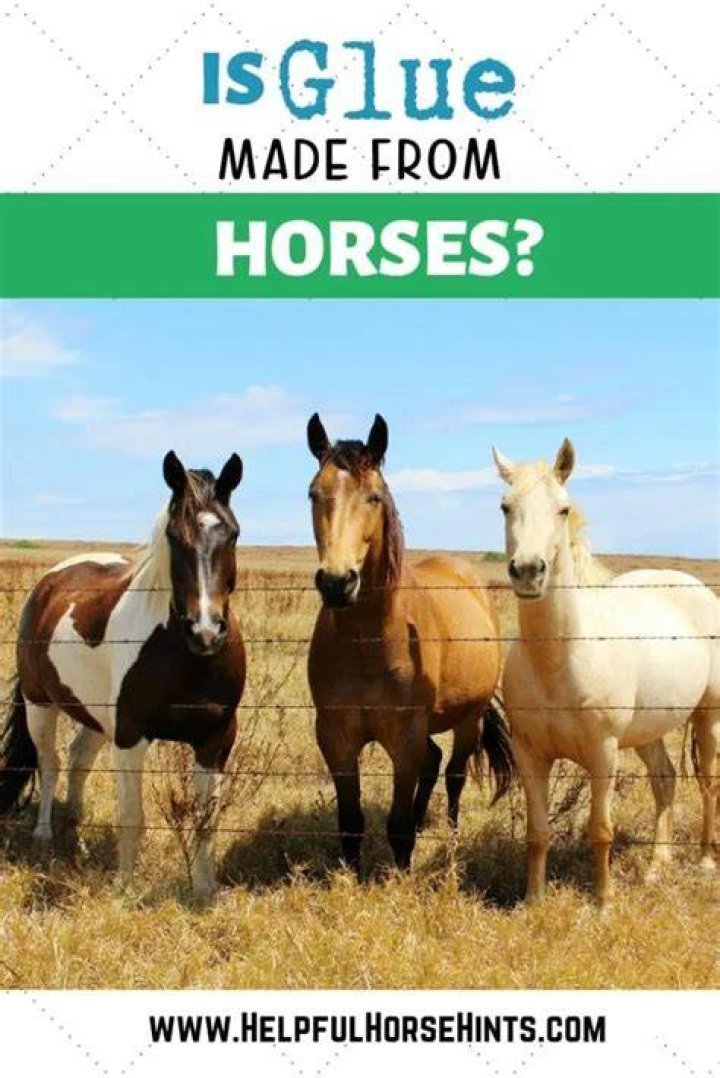 Is glue still made from horse?