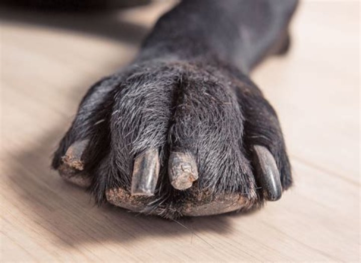 Is it common for puppies to be born dead?