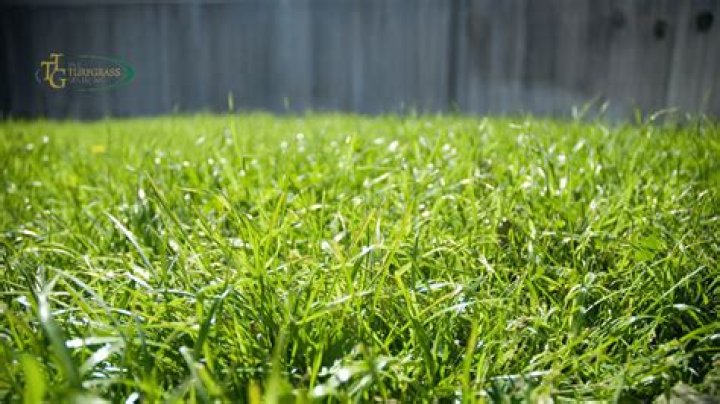Is it hard to grow Bermuda grass from seed?