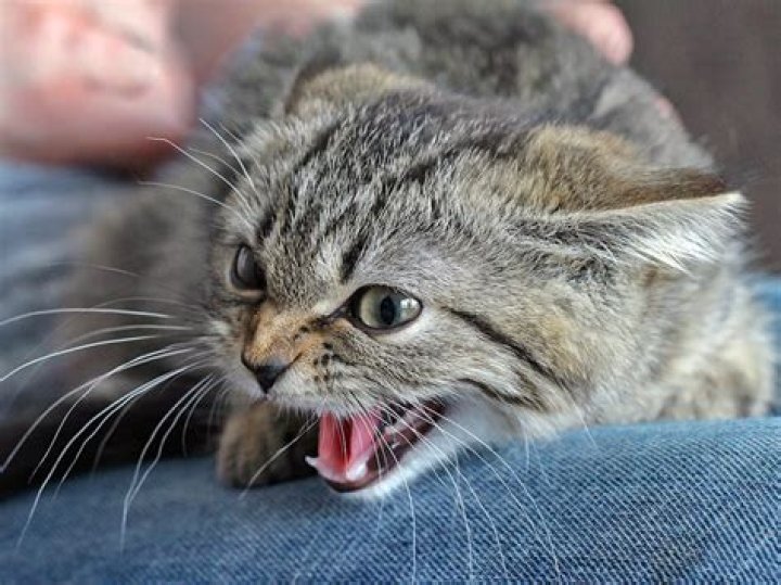 Is it normal for a cat to hiss at a new cat?