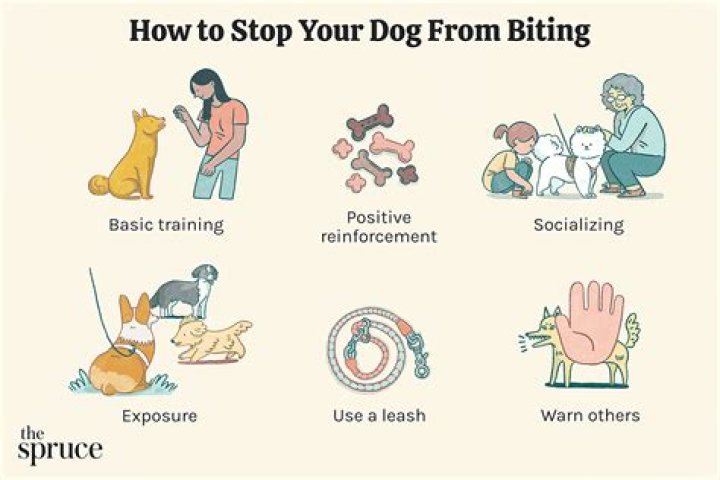 Is it normal for a dog to bite its owner?