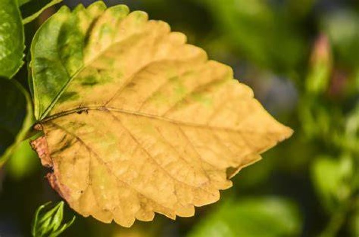 Is it normal for leaves to turn yellow?