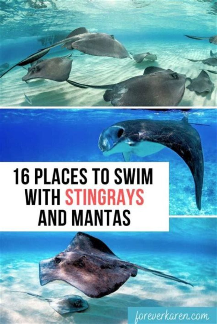Is it OK to swim with stingrays?