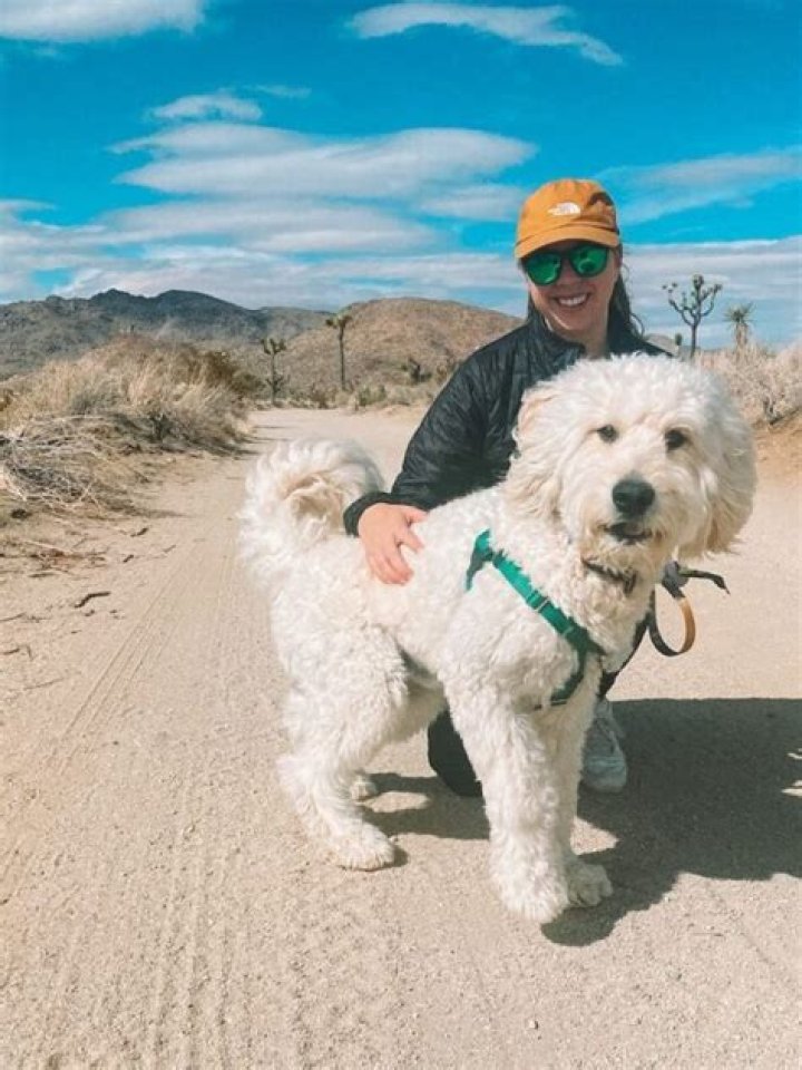 Is Joshua Tree dog friendly?