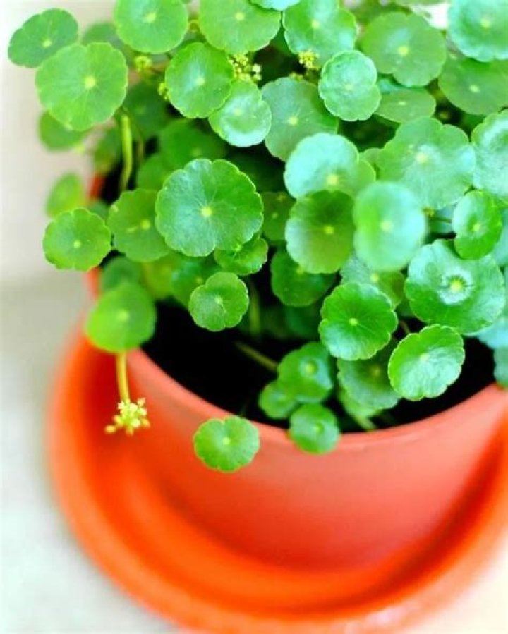 Is Pennywort a low light plant?