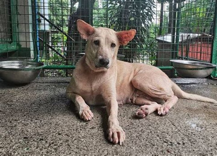 Is selling dogs illegal in Philippines?