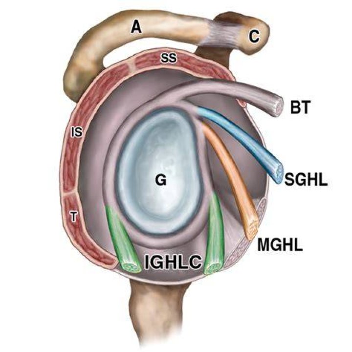 Is shoulder labrum a ligament?