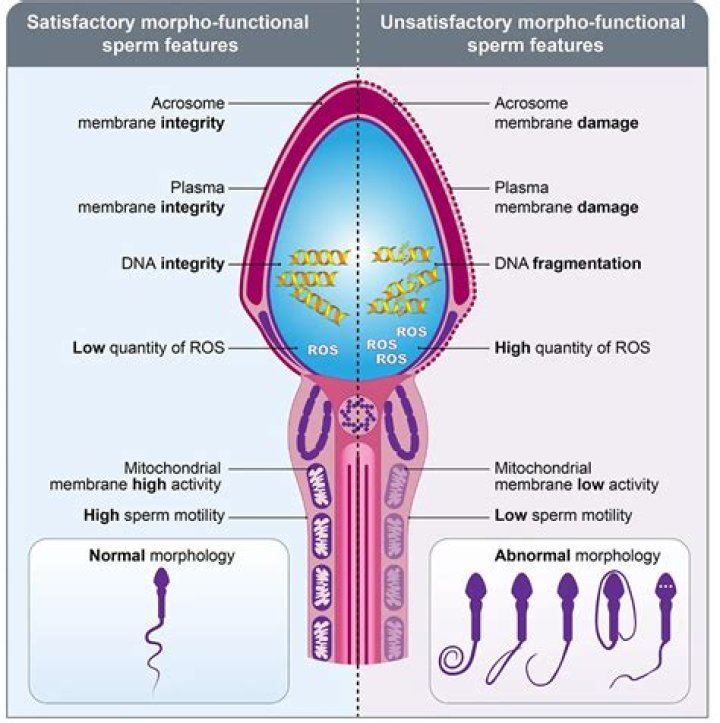 Is sperm RNA or DNA?
