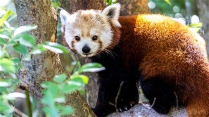 Is there a giant red panda?