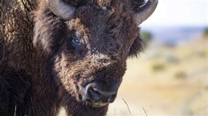 Is there buffalo in Jasper?