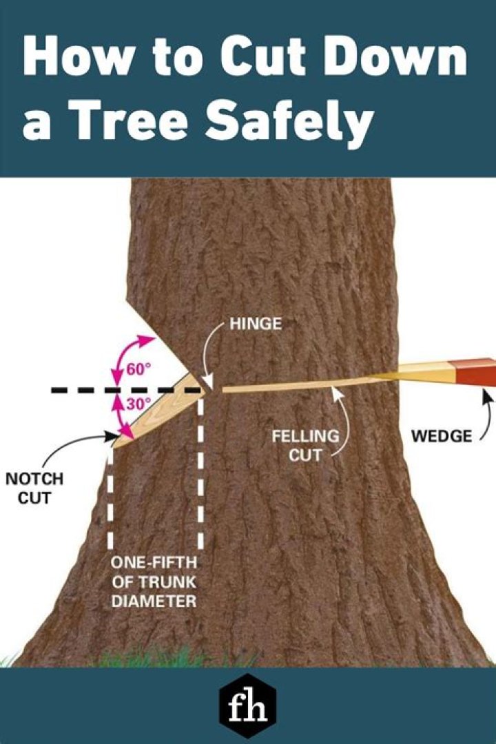Should you cut down a hollow tree?