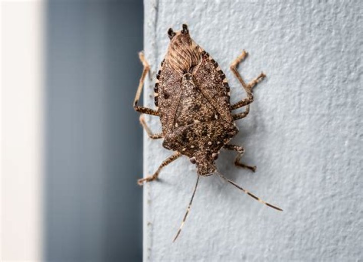 Should you flush a stink bug?
