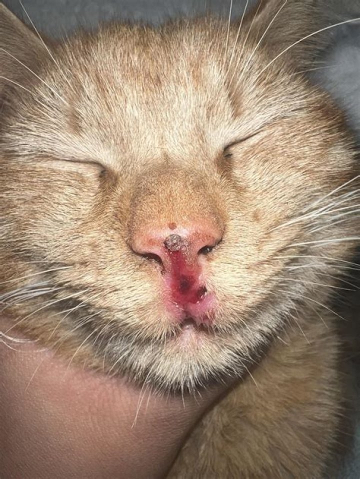 Should you rub a cat's nose in its pee?