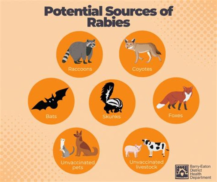 What animal is most likely to have rabies?
