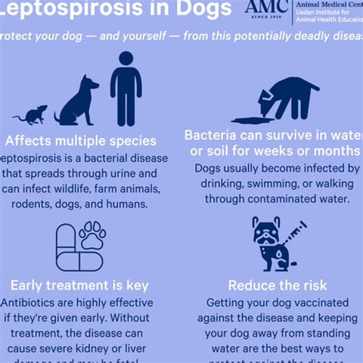 What antibiotics are used to treat leptospirosis in dogs?