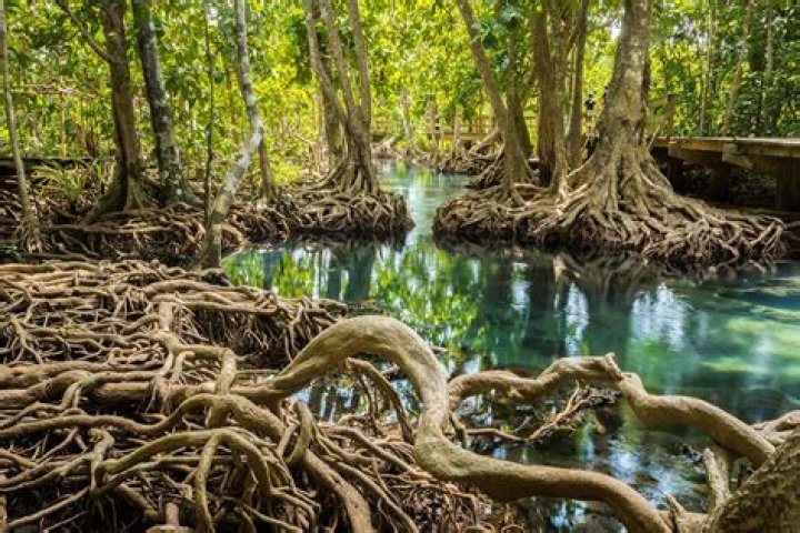 What are mangrove trees used for?