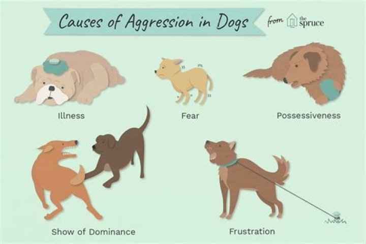 What are signs of aggression in puppies?