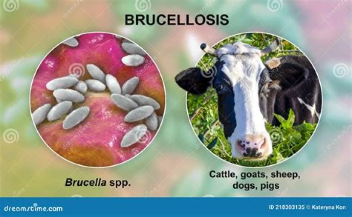 What are symptoms of brucellosis in animals?