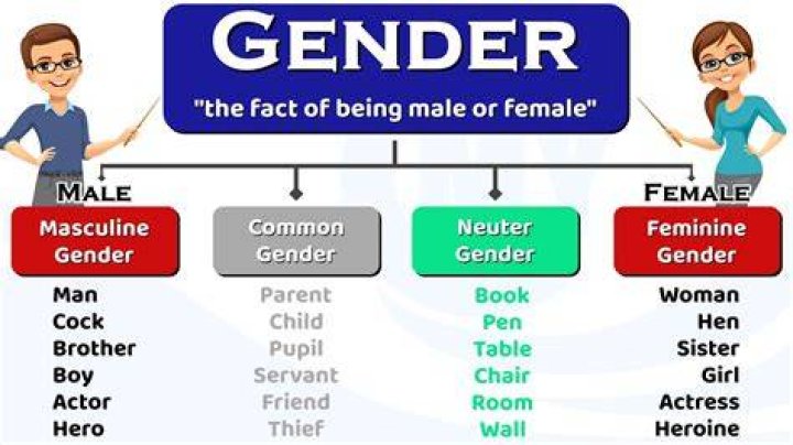 What are the 4 genders?