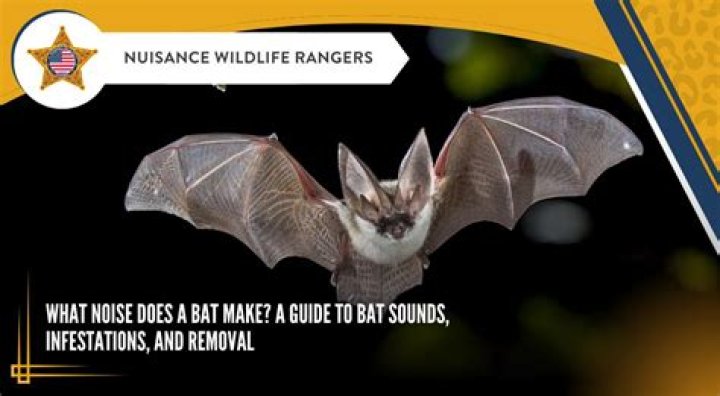 What bat does Albies use?