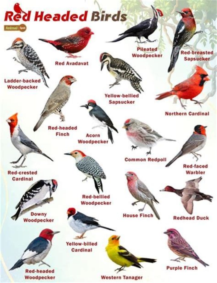 What birds have a crest on their head?