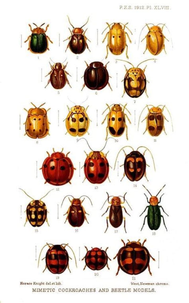 What bug looks like a black ladybug?