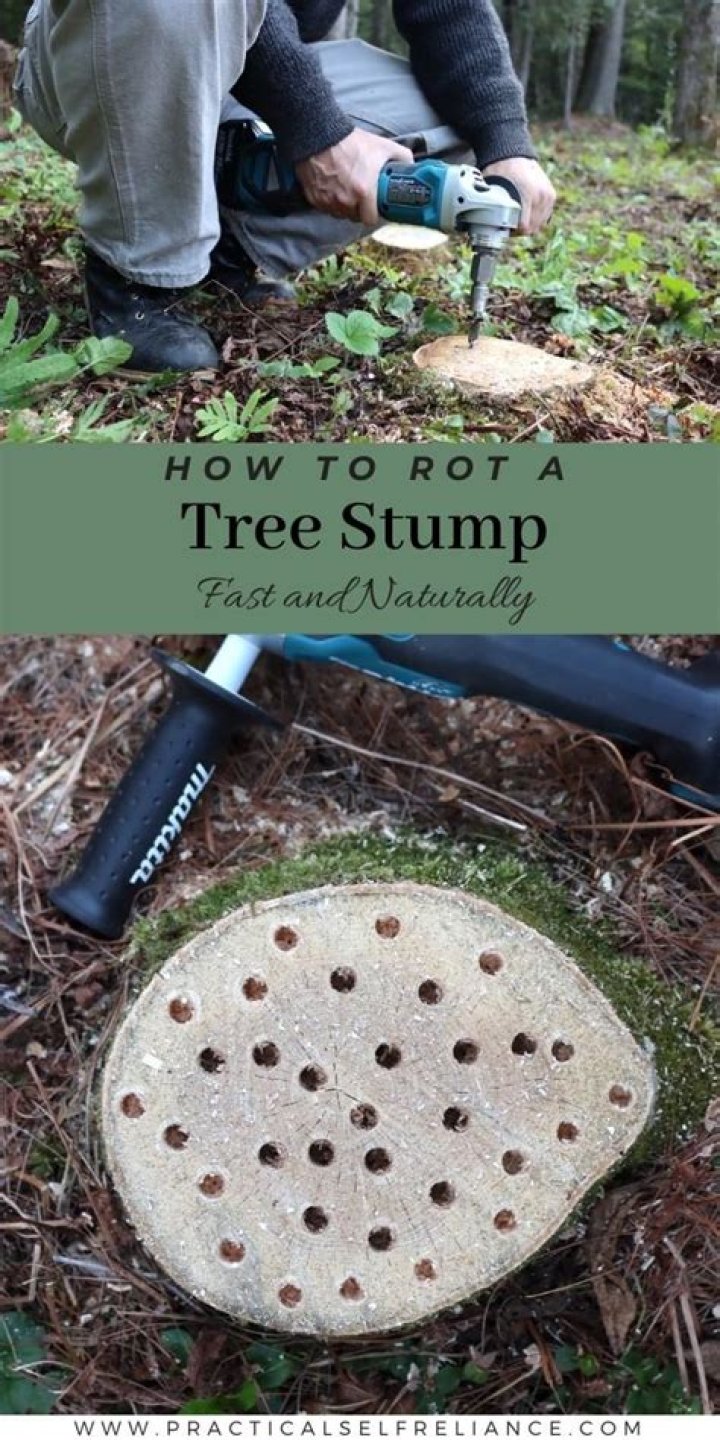 What chemical will rot a tree stump?