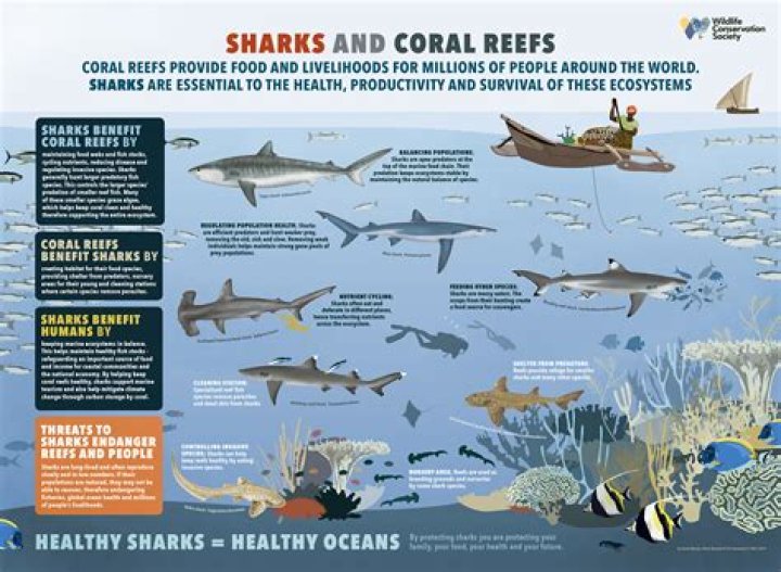 What color do sharks avoid?
