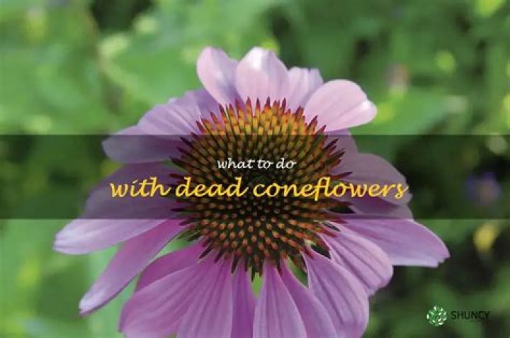 What do you do with dead coneflowers?