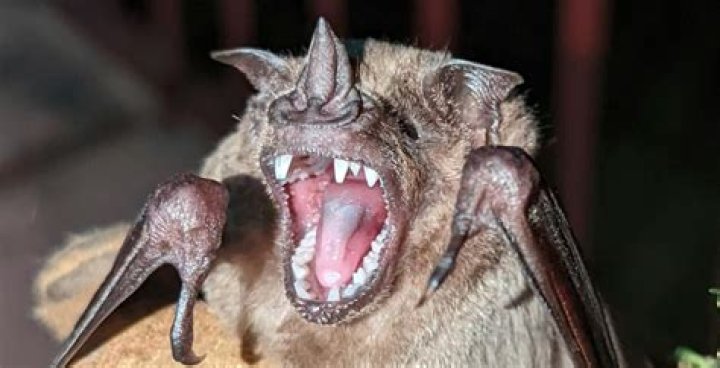 What does a bat choke do?